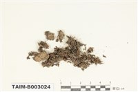 藏品(樹生苔科)的圖片